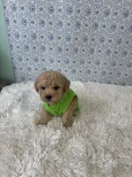 Mikey, a male Poodle - Toy  for sale in Walker, LA – 5 of 5