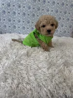 Mikey, a male Poodle - Toy  for sale in Walker, LA – 3 of 5