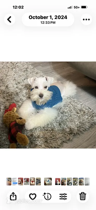 Casper Pure as Snow  – Miniature Schnauzer puppy for sale in Walker, LA