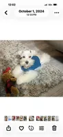 Casper Pure as Snow , a male Miniature Schnauzer for sale in Walker, LA – 1 of 1