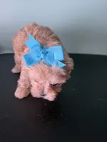Lil Sandy Marie, a female Maltipoo for sale in Walker, LA – 6 of 6