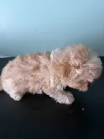 Tiny Tim, a male Maltipoo for sale in Walker, LA – 3 of 6