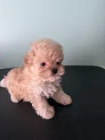 Tiny Tim, a male Maltipoo for sale in Walker, LA – 5 of 6