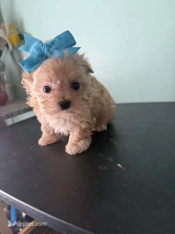 Lil Sandy Marie – Maltipoo puppy for sale in Walker, LA