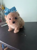 Lil Sandy Marie, a female Maltipoo for sale in Walker, LA – 1 of 6
