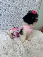 Candace, a female Shih Tzu for sale in Walker, LA – 5 of 5