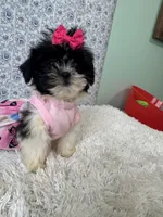 Candace, a female Shih Tzu for sale in Walker, LA – 3 of 5