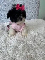 Candace, a female Shih Tzu for sale in Walker, LA – 2 of 5