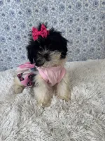 Candace, a female Shih Tzu for sale in Walker, LA – 1 of 5