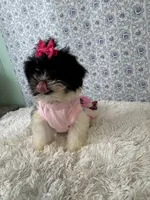 Candace, a female Shih Tzu for sale in Walker, LA – 4 of 5
