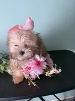  Tiny Mandy, a female Maltipoo for sale in Walker, LA – 2 of 5