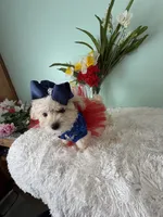 Candy, a female Maltipoo for sale in Walker, LA – 3 of 4