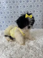 Carly, a female Shih Tzu for sale in Walker, LA – 5 of 5