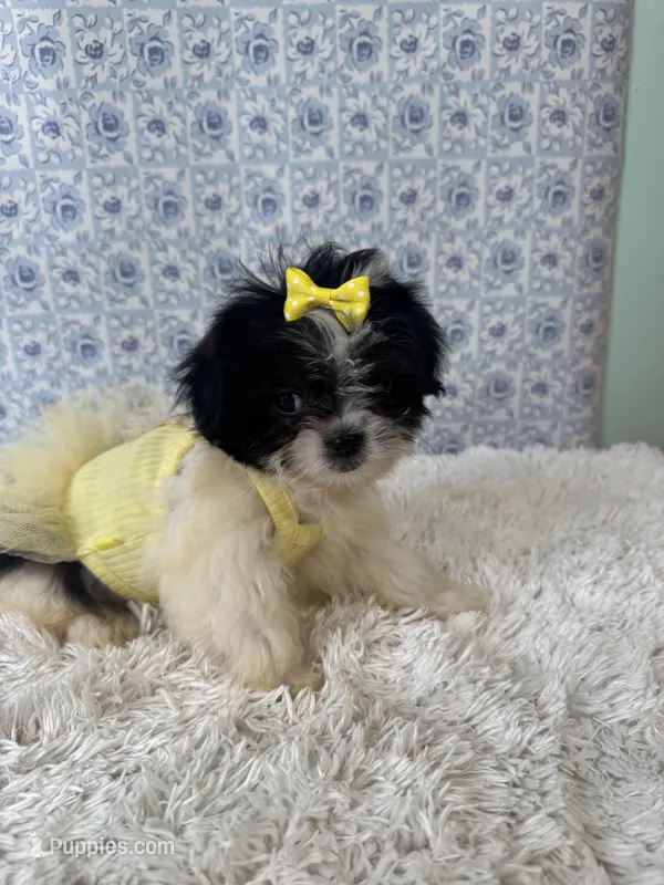 Carly – Shih Tzu puppy for sale in Walker, LA