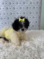 Carly, a female Shih Tzu for sale in Walker, LA – 1 of 5