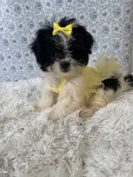Carly, a female Shih Tzu for sale in Walker, LA – 3 of 5