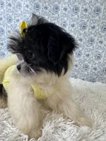 Carly, a female Shih Tzu for sale in Walker, LA – 4 of 5