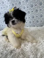 Carly, a female Shih Tzu for sale in Walker, LA – 2 of 5