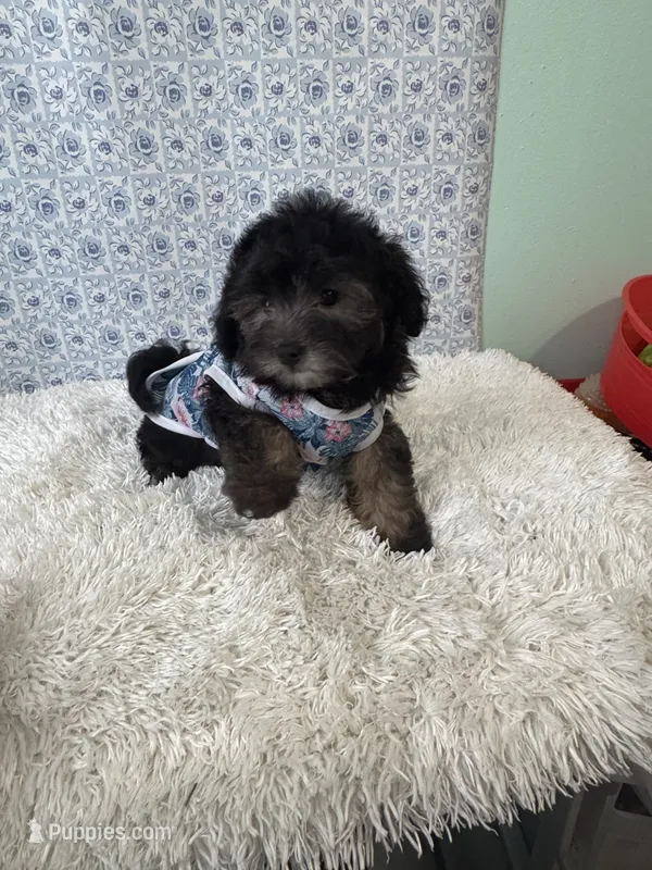Mark – Bichon Frise puppy for sale in Walker, LA