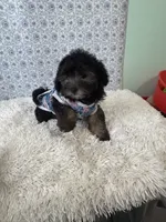 Mark, a male Bichon Frise for sale in Walker, LA – 1 of 5