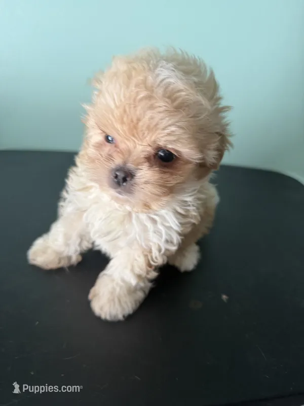 Tiny Tim – Maltipoo puppy for sale in Walker, LA