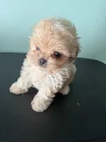 Tiny Tim, a male Maltipoo for sale in Walker, LA – 1 of 6
