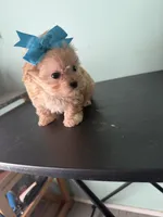 Lil Sandy Marie, a female Maltipoo for sale in Walker, LA – 4 of 6