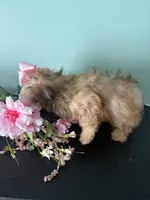  Tiny Mandy, a female Maltipoo for sale in Walker, LA – 5 of 5