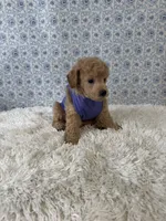 Luke, a male Poodle - Toy  for sale in Walker, LA – 5 of 5