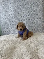 Luke, a male Poodle - Toy  for sale in Walker, LA – 2 of 5
