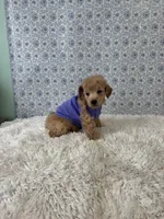 Luke, a male Poodle - Toy  for sale in Walker, LA – 3 of 5