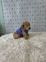 Luke, a male Poodle - Toy  for sale in Walker, LA – 4 of 5