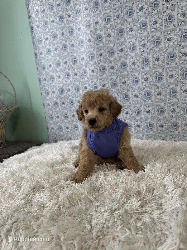 Luke – Poodle - Toy  puppy for sale in Walker, LA