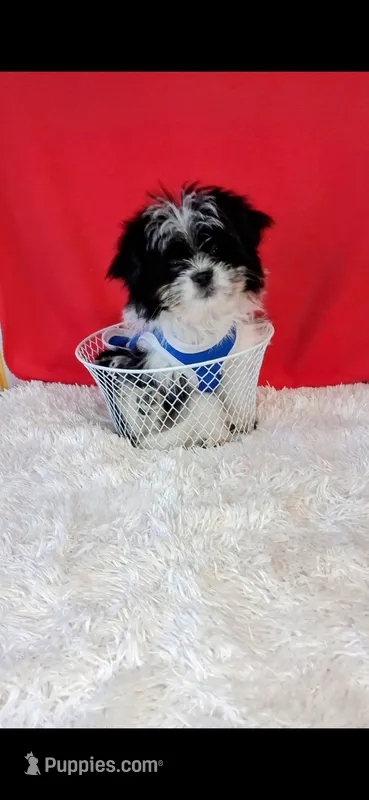 Oreo – Shih Tzu puppy for sale in Walker, LA