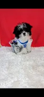 Oreo, a male Shih Tzu for sale in Walker, LA – 1 of 2
