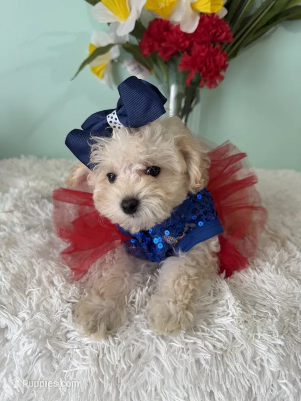 Candy – Maltipoo puppy for sale in Walker, LA