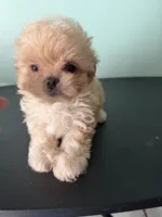 Tiny Tim, a male Maltipoo for sale in Walker, LA – 4 of 6