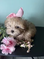  Tiny Mandy, a female Maltipoo for sale in Walker, LA – 3 of 5