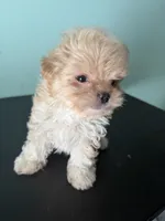 Tiny Tim, a male Maltipoo for sale in Walker, LA – 6 of 6