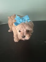 Lil Sandy Marie, a female Maltipoo for sale in Walker, LA – 2 of 6