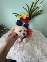 Candy, a female Maltipoo for sale in Walker, LA – 2 of 4