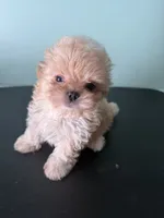 Tiny Tim, a male Maltipoo for sale in Walker, LA – 2 of 6