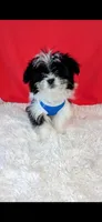 Oreo, a male Shih Tzu for sale in Walker, LA – 2 of 2