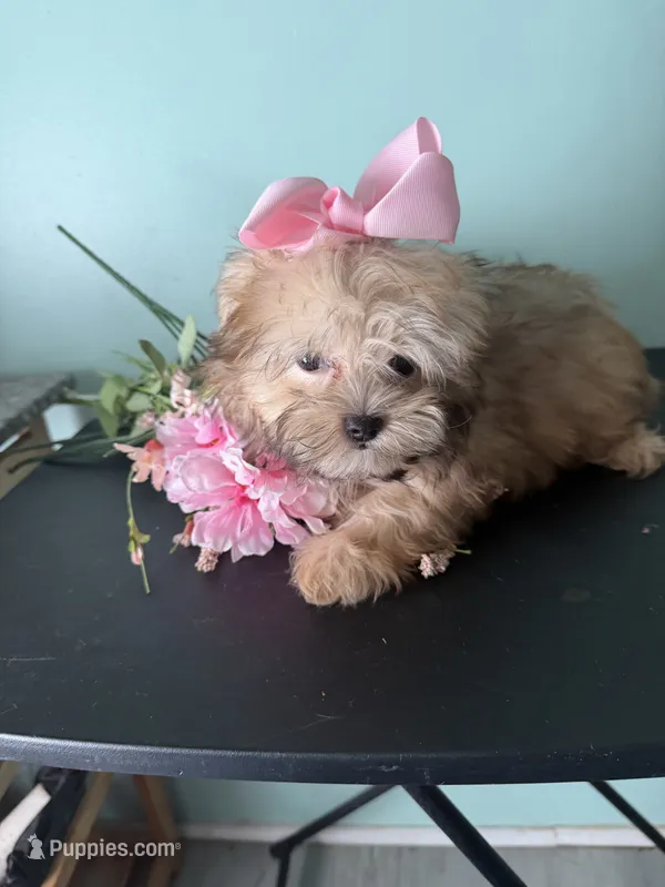  Tiny Mandy – Maltipoo puppy for sale in Walker, LA