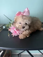  Tiny Mandy, a female Maltipoo for sale in Walker, LA – 1 of 5