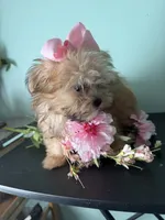  Tiny Mandy, a female Maltipoo for sale in Walker, LA – 4 of 5
