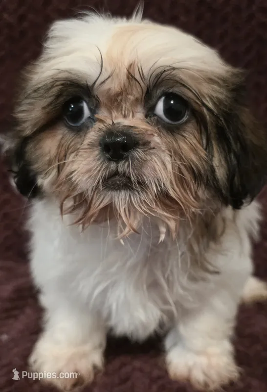 Bella – Shih Tzu puppy for sale in Kendall, WI