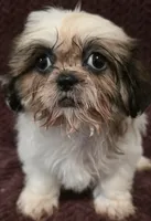 Bella, a female Shih Tzu for sale in Kendall, WI – 1 of 1