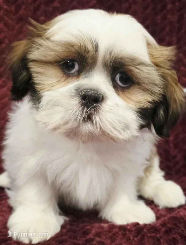 Martin – Maltese, Shih Tzu puppy for sale in Kendall, WI