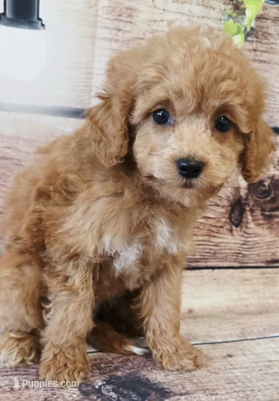 Jeni – Shihpoo puppy for sale in Kendall, WI